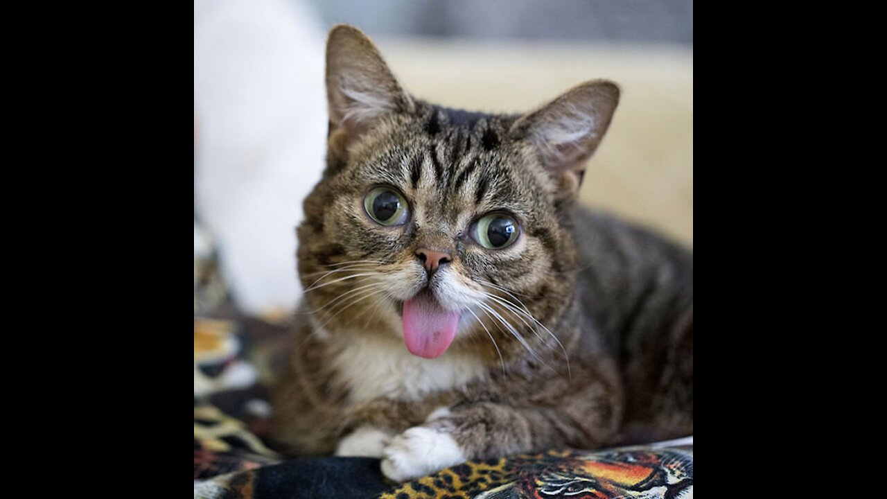Funny Cats Video Compilation #2021