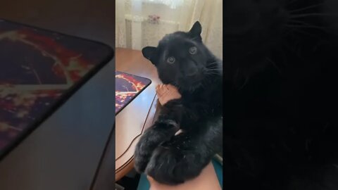 #shorts Смешные животные из Тик Ток 129 Funny animals from Tik Tok