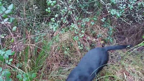 Woodcock Retrieve From Accross A Stream