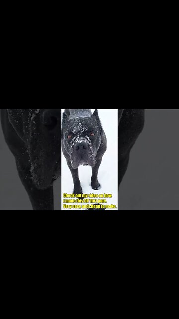 The BEST Mental & Physical Stimulation For Your Dog #shorts #pets