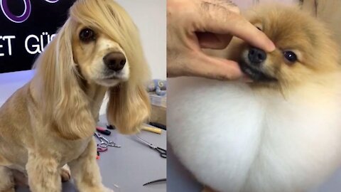 Cute Dogs with Cute Haircut