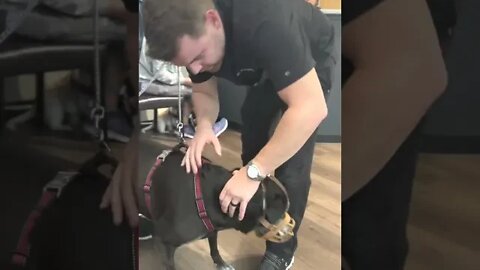 HEADPHONE WARNING - Loud dog gets chiropractic adjustment!