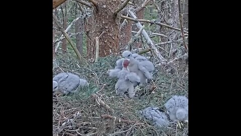 Rest in Peace 🙏 Baby bird 😱R.I.P - Baby Eagles fighting Each other #eagle #babybirdsfight