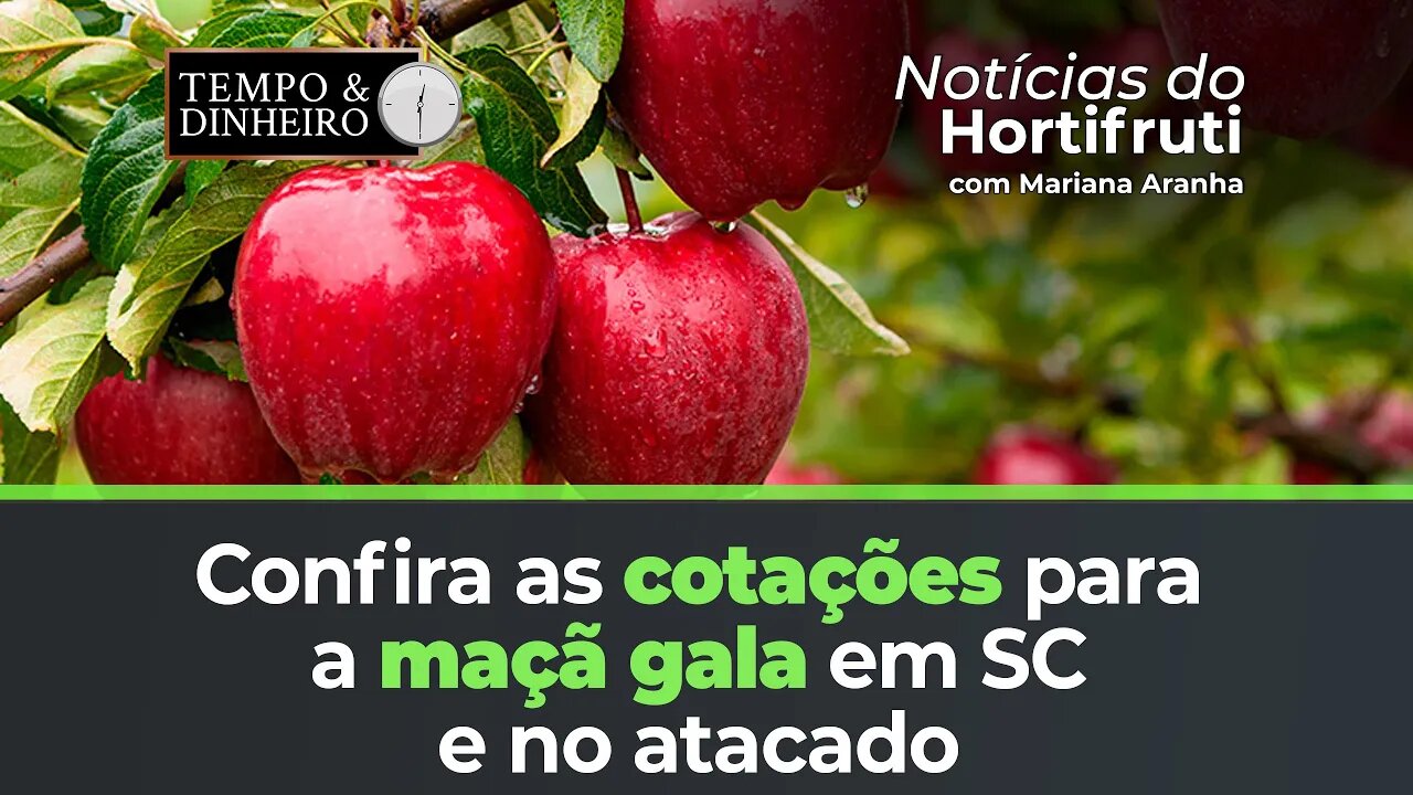 Confira as cotações para a maçã gala em SC e no atacado