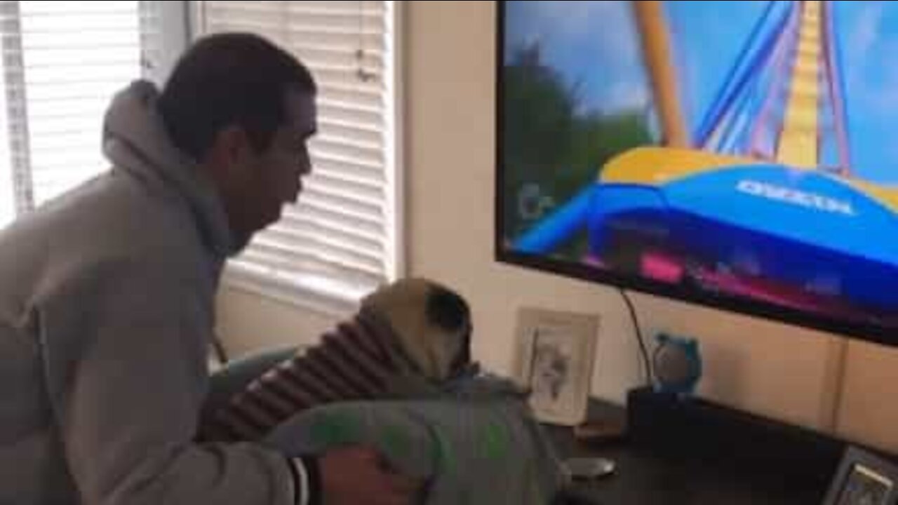 Pug experimenta montanha-russa em casa