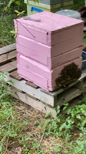 WOW another swarm from brick house rescue.