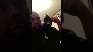 kitty being lovey #shorts #shortsvideo