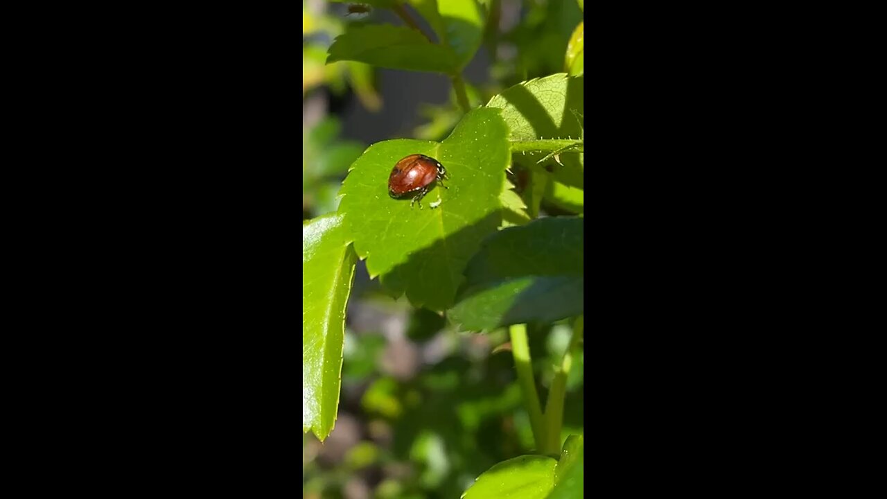 Lady Bug