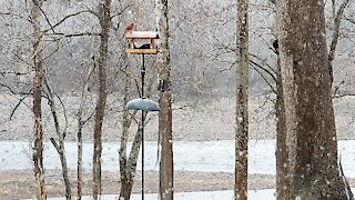 PETE AT THE FEEDER ON THIS RAINY MORNING