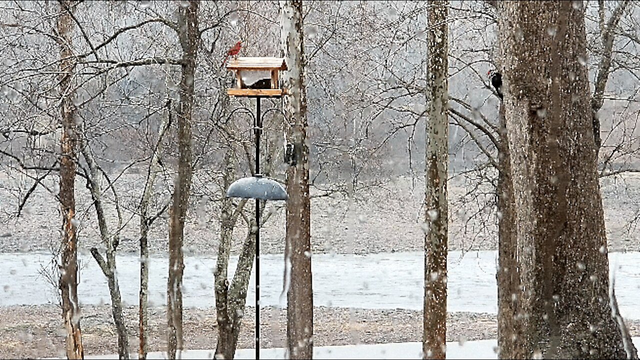 PETE AT THE FEEDER ON THIS RAINY MORNING