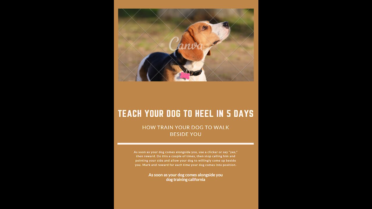 teach your dog to heel in 5 days | How to Train a Dog to Heel: Teach a Dog to Walk at Your Pace!