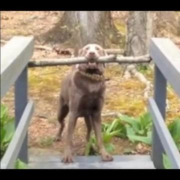 A Dog Tries To Cross A Narrow Bridge With A Giant Stick In His Mouth