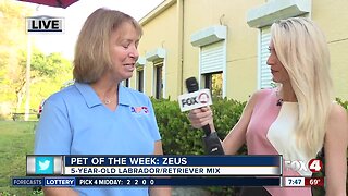 Pet of the Week: Zeus