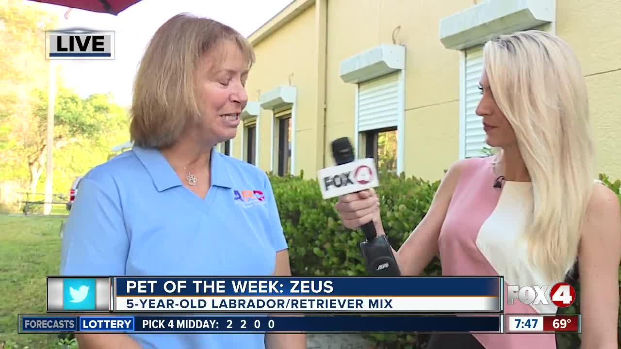 Pet of the Week: Zeus