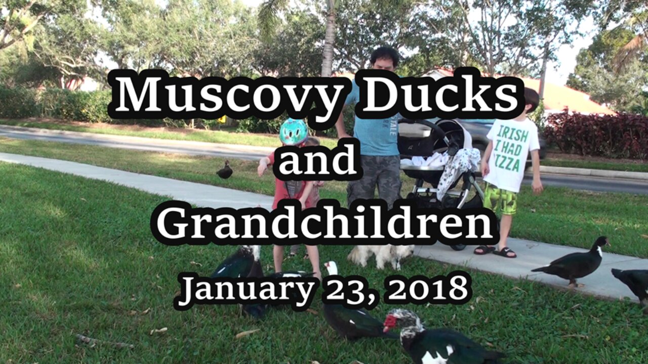 Muscovy Ducks and the Grandchildren 2018