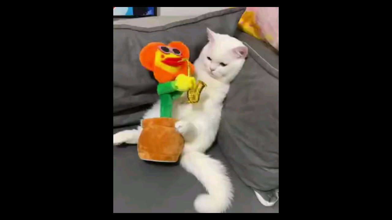 funniest_cute_cat__ppa_piu_piu_piu_😳🐯🤣🤣