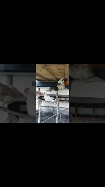 Chickens Are So Cool #homesteading #chickens