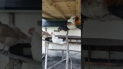 Chickens Are So Cool #homesteading #chickens