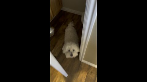 Buddy dog finding his Easter basket