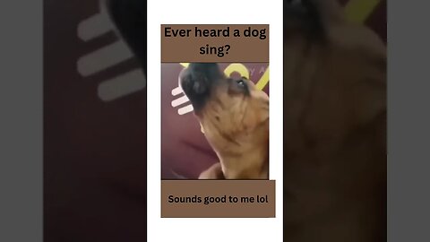 Ever heard a dog Sing? Funny cats and dogs #shorts