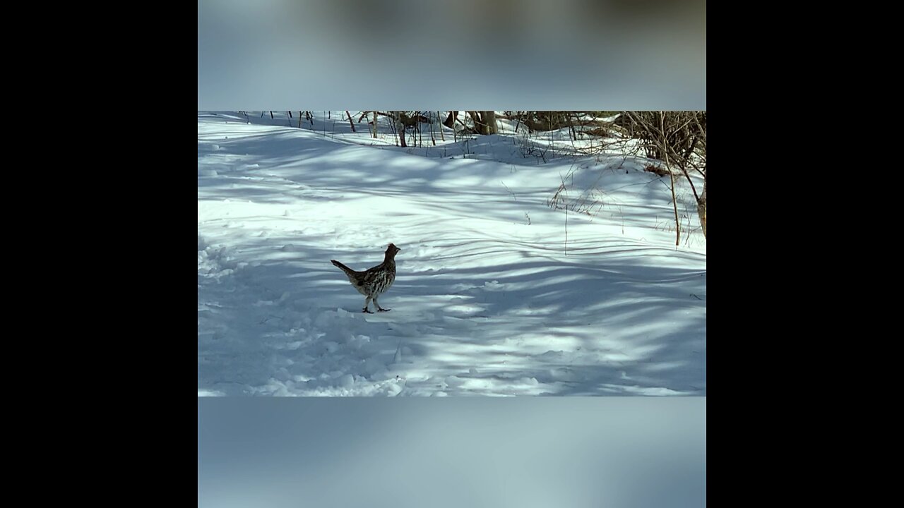 PA Grouse crossing road