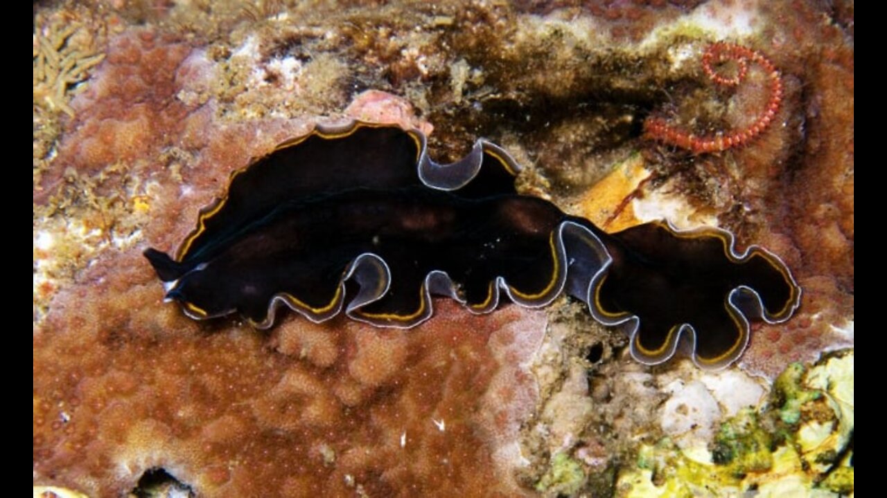 Bedford's Flatworm