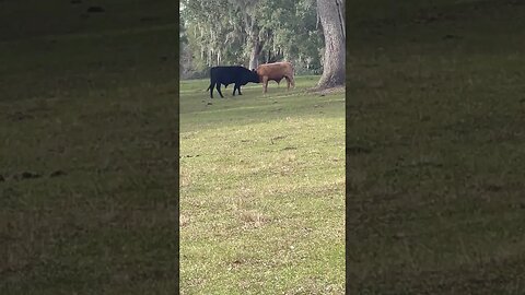 Butterfly Kisses cow version #cow #cowvideos #cows #cattle #cattlefarm #cattleranch #shorts