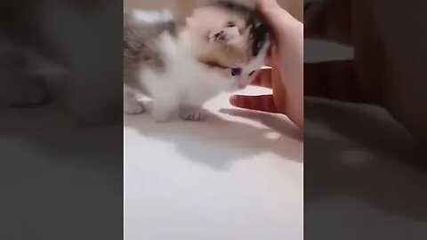 Adorable Kitten Meowing 🥰🥰🥰🥰 #petvideos #kittenshorts