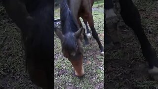 The secret lives of horses