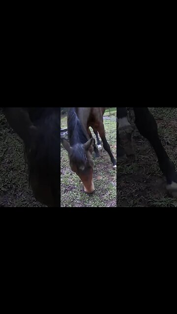 The secret lives of horses