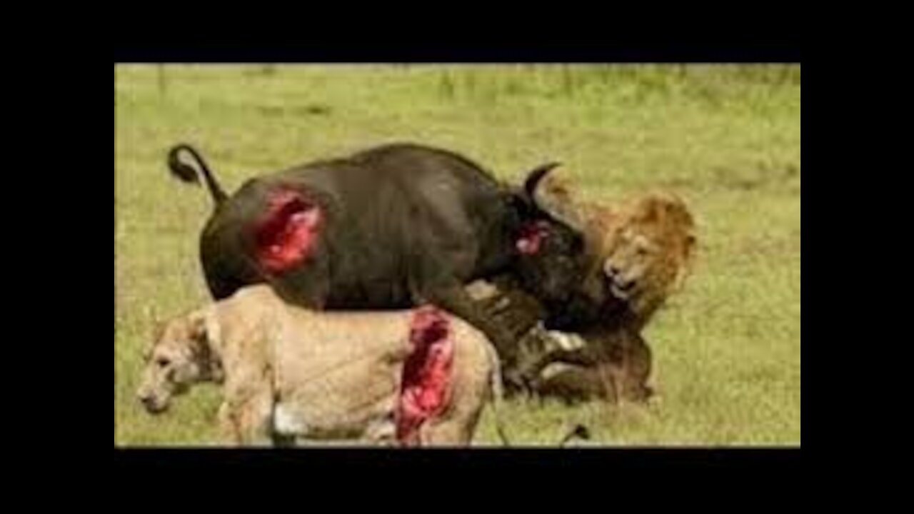 Terrible revenge wild animals from lions predatory