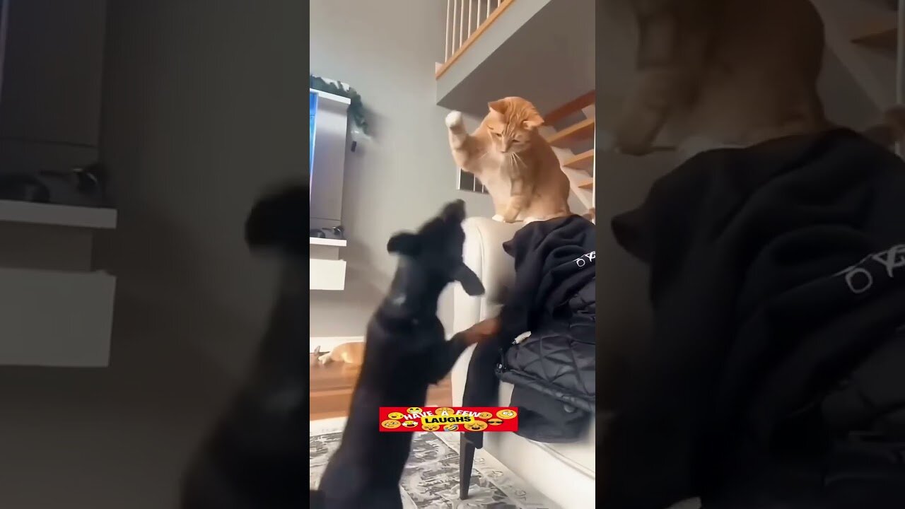 Dog vs Cat.