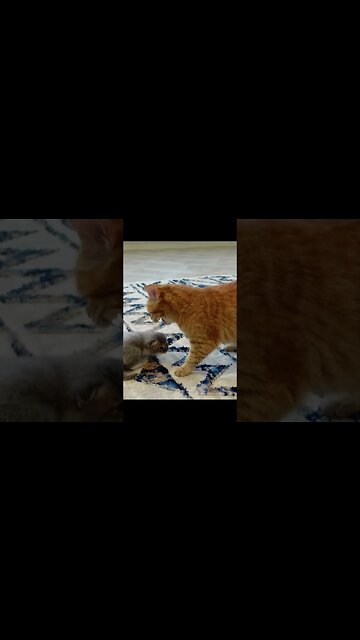 Реакция кошки на чужого котенка