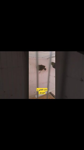 طائر الكناري و الميستو