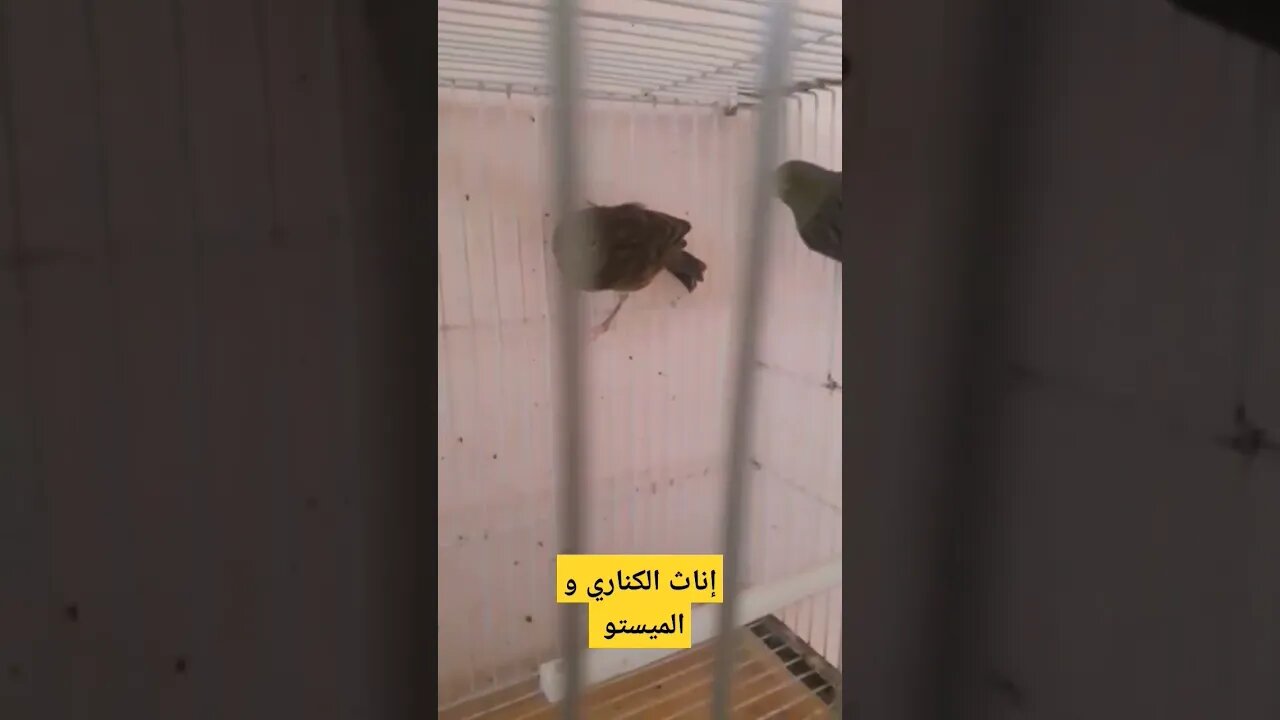 طائر الكناري و الميستو