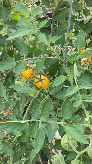 Cherry Tomatoes on the Vine
