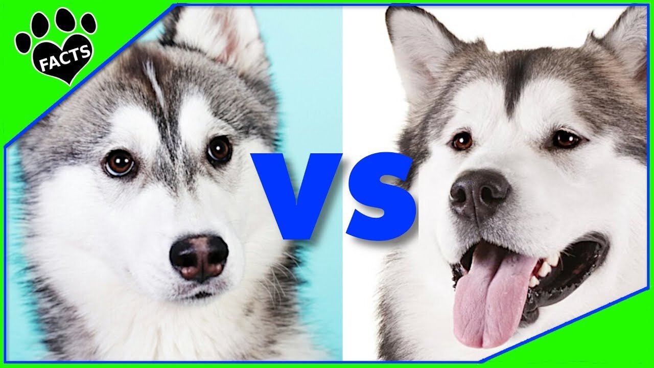 Siberian Husky VS Alaskan Malamute