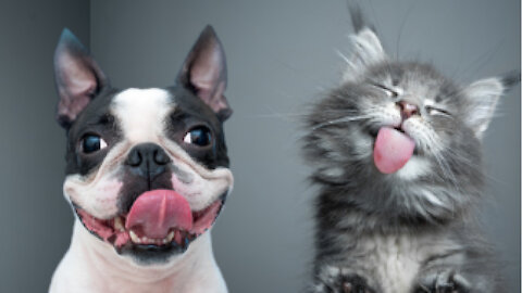 the cutest and cutest cats and dogs !!! los perros y gatos mas graciosos