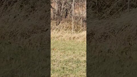 Couple Ringnecks making their way on my ride out of the deer woods. cockbirds doing what they do.
