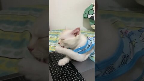 Cat Use Laptop #funny #cats #funnyvideo2023