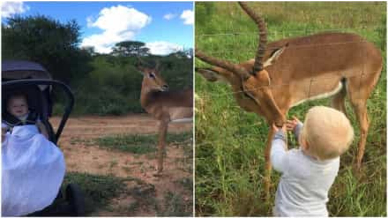 Toddler and rescued impala are best friends