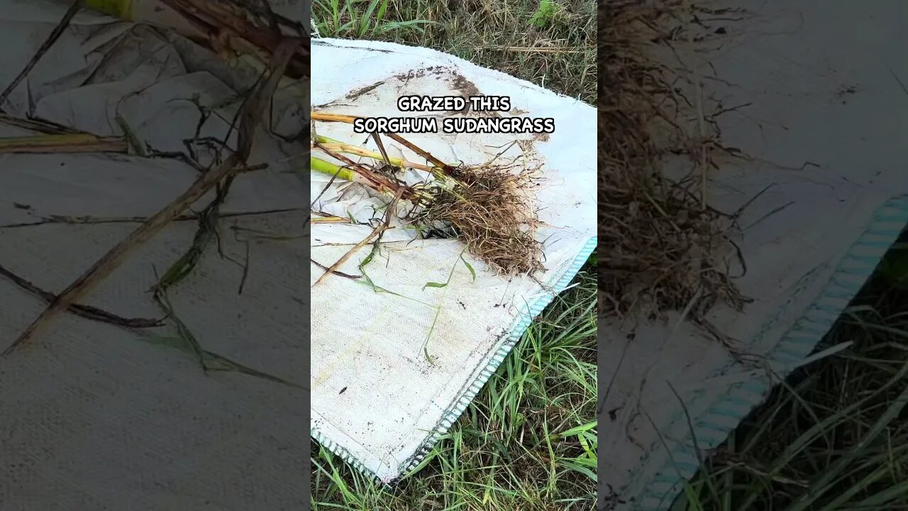 How Is Sorghum Sudangrass Able to Regrow When Grazed To The Ground? #covercrop #soilhealth