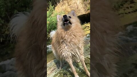 Me encanta jugar con las piedras en el río #dog #doglover #dogshorts #spitz_dog