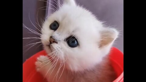 VERY CUTE AND FUNNY CAT IN A BUCKET