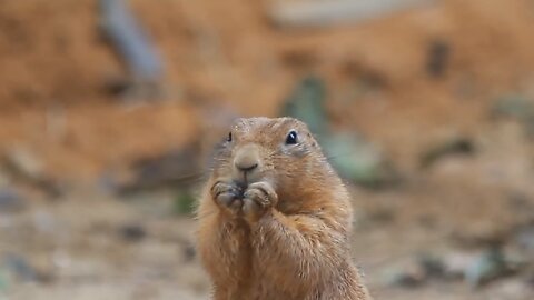 Prairie Dogs eating carrots digging holes Prague ZOO cute animals