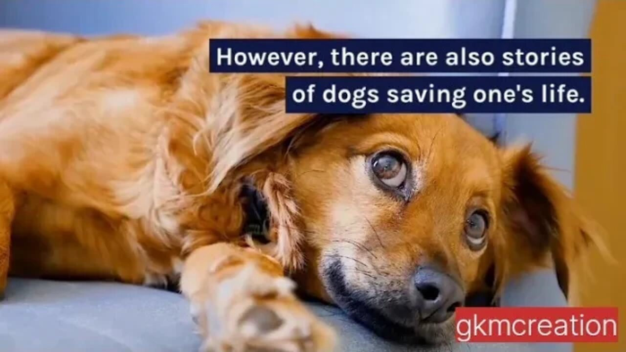 Stories of Dogs Saving One's Life | Pet Dog Story #petdogstory #petdog