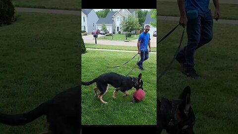 GSD puppy loves her rewards!