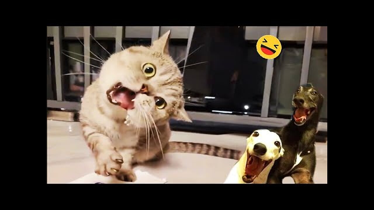 These FUNNY CATS will make you LAUGH SUPER HARD 😹 Funny ANIMALS videos 2024