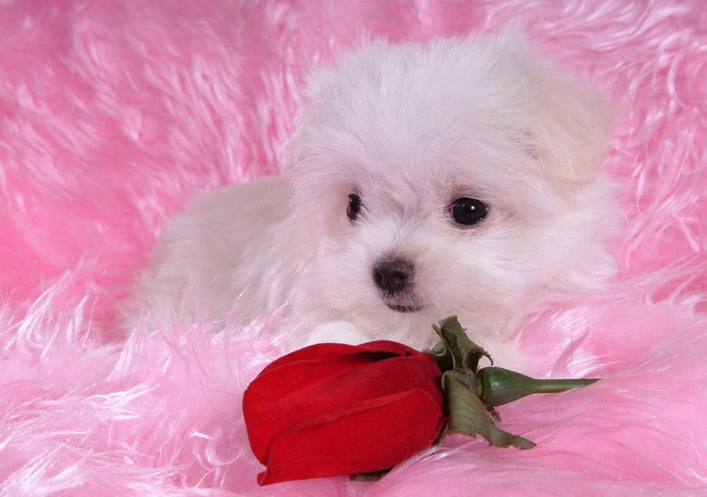 THE FUNNIEST PETS VIDEOS THAT YOU EVER SEEN