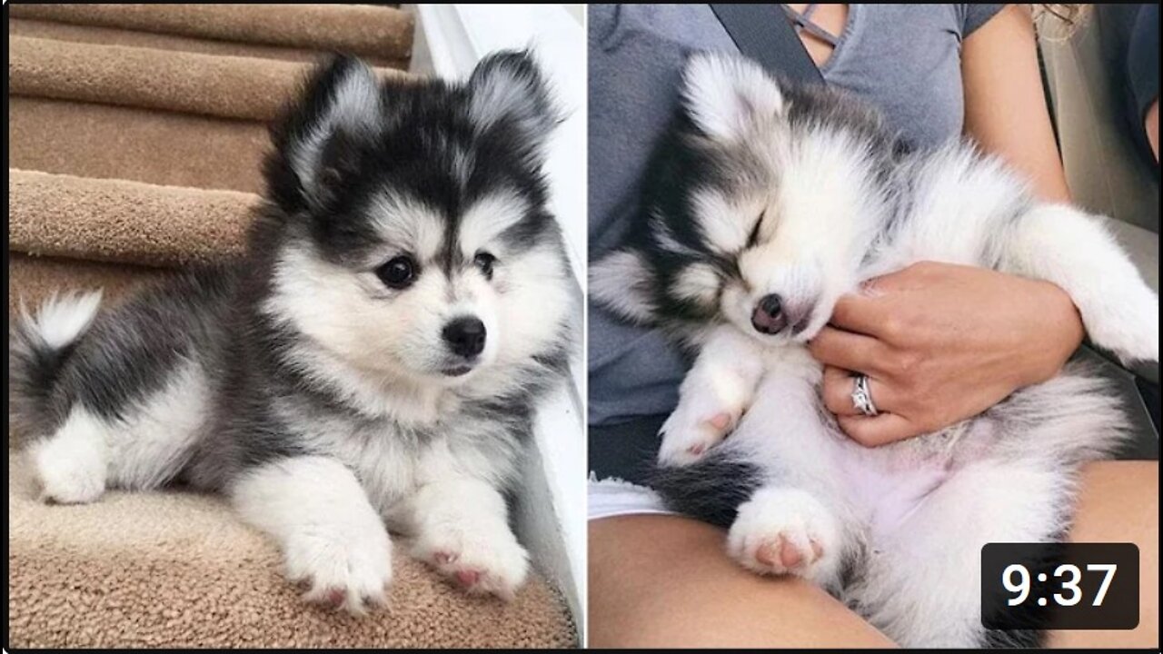 Funny And Cute Husky Puppies Compilation #1 Adorable Husky Puppy
